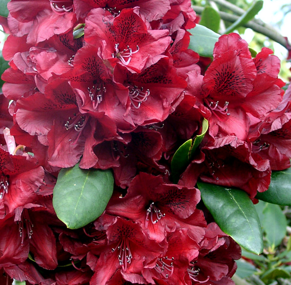 QUEEN OF HEARTS Rhododendron Rhododendron Larger Hybrids